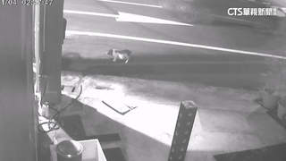 麝香豬半夜逃家！　警半夜狂奔追豬　飼主恐挨罰