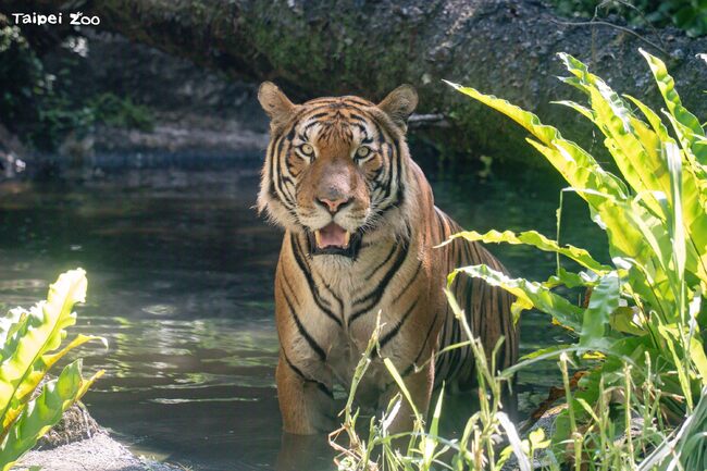 馬來虎「Arhaa」適應力滿分　呆萌現蹤北市動物園熱雨區 | 華視新聞