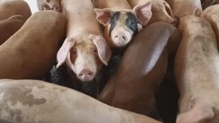 有豬肉了！明天中午開放活豬運輸　11/7開放拍賣屠宰