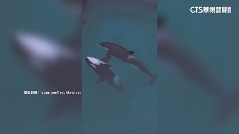 法國虎鯨母子困廢棄樂園　聽見無人機聲音開始表演