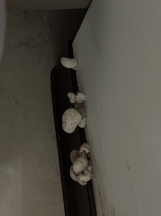 民宅牆壁「冒一排白菇」求解方！　網曝關鍵：一勞永逸