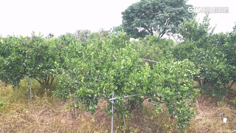 【台語新聞】果園廢水管再利用 邀民眾組創意花架