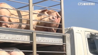 禁運令解除！　豬隻陸續送抵肉品市場　業者：一天跑好幾趟