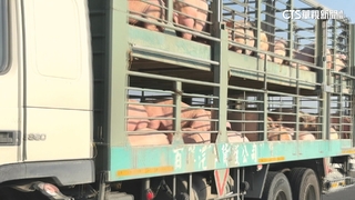 雲林豬拍賣價格每公斤99.6　第一頭重量級132公斤