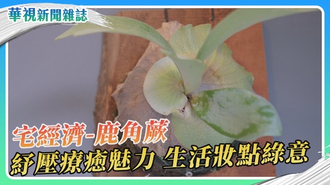 宅經濟 療癒植物鹿角蕨 生活妝點綠意|華視新聞雜誌