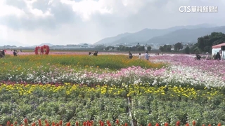 台中花毯節「飛天小女警」吸睛　遊客憂鳳凰颱風攪局