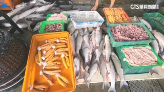 「先頭烏」進港！　漁民估今年首桶「烏金財」進帳逾100萬元