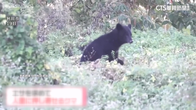 日本熊隻襲人已釀境內13死　3大超商啟動緊急防護 | 華視新聞