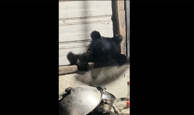 花蓮卓溪有黑熊出沒！小黑熊「體態消瘦」入侵工寮覓食　林保署誘捕成功 | 華視新聞