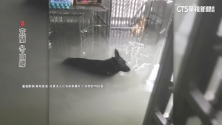 冬山動物收容園區慘淹　志工涉水救毛小孩