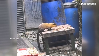 排雲山莊露天瀝廚餘　黃喉貂狂吃　玉管處：加強督導