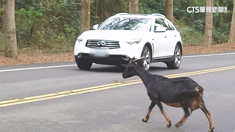 【台語新聞】羊出沒注意！　彰化139線道「羊車爭道」險象環生