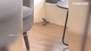 圖書館有蛇！女邁出門右腳突感痛　遭30公分眼鏡蛇咬