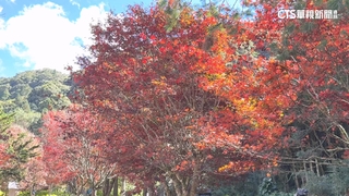 杉林溪賞楓季！　楓葉.銀杏花期約至11月底