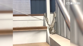 頭皮發涼！辦公室躺160cm巨型蛇皮　專家看後喊免驚