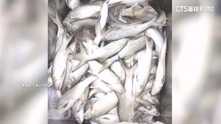 東北季風南下！　捕獲3.3公斤巨大竹午魚　5千高價賣出