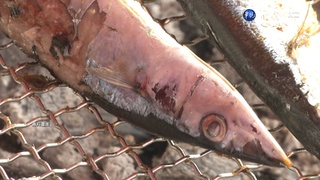 共同社：中國通知暫停進口日本水產品