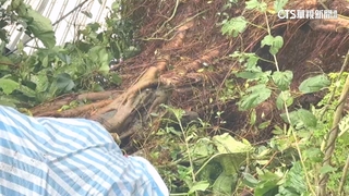 不敵豪大雨　基隆永康里逾50年老樹傾倒壓毀民宅