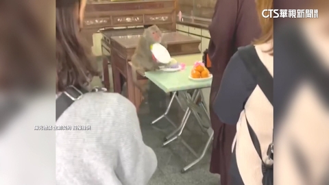 【台語新聞】獼猴出沒「偷祭品」　廟方打造「壓克力盾牌」防偷吃