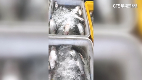 【台語新聞】烏魚捕撈季！　漁民捕獲7400尾烏魚　進帳2百萬「烏金」