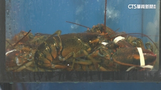 中國禁日輸入水產.和牛　台灣業者：價格有望下修