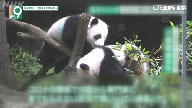 中國若不續租　日本明年2月後恐看不到大貓熊 | 華視新聞