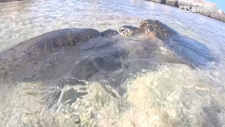 小琉球傳鬥毆　兩海龜罕見開打　網友：一場60萬的紛爭