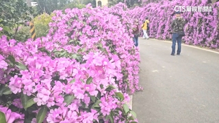 苗栗蒜香藤罕見3度綻放　遊客搶拍200米「紫色瀑布」