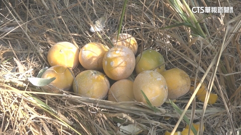 【台語新聞】果農深耕20年　竹山「黃金茂谷」柑橘甜度高