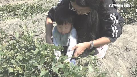 【台語新聞】「貓兒干村」採花生！　親子同行體驗在地生命力