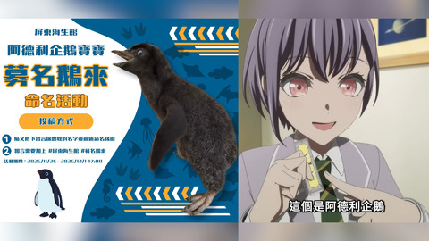 屏東海生館發起企鵝寶寶募名活動　「邦邦粉」湧留言：很有覺悟的名字