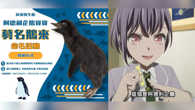 屏東海生館發起企鵝寶寶募名活動　「邦邦粉」湧留言：很有覺悟的名字 | 華視新聞