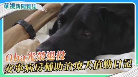 Oba光榮退役 安寧病房輔助治療犬的值勤日記|華視新聞雜誌