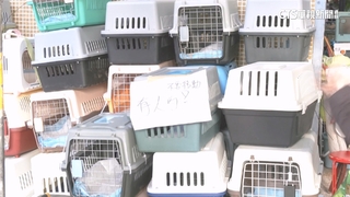 宏福苑惡火！愛寵受困失蹤　飼主急至登記處詢問