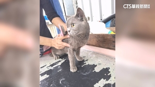 七股非法繁殖隱身民宅　志工藉「購買」救出90隻貓狗