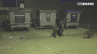 死亡野豬驗出非洲豬瘟　西班牙設軍警防堵牆