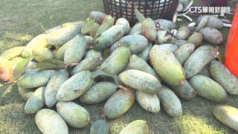 【台語新聞】「蜂果共生」種植愛玉　國姓果農拚永續經營