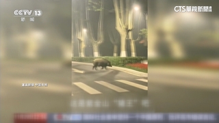 豬.鹿亂竄！南京上演「動物方城市」　城市共存成挑戰