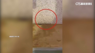 被控浴池爬螞蟻.床有餅乾屑　湯屋業者致歉
