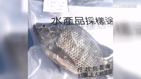 【台語新聞】鯛魚排藥檢超標「逆轉」？廠商：未檢出　高市府：不同檢體