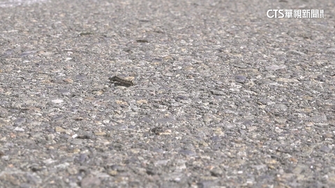 【台語新聞】空地驚見「毛毛蟲大軍」　居民憂入侵住家環境