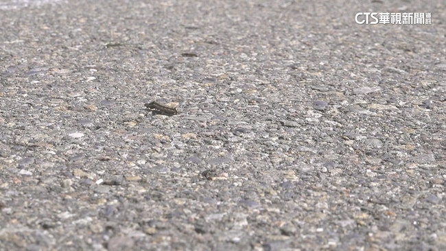 【台語新聞】空地驚見「毛毛蟲大軍」　居民憂入侵住家環境