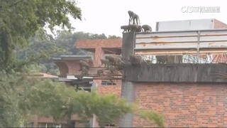 「猩球崛起」真實版上演　猴群攻破電網入侵校園