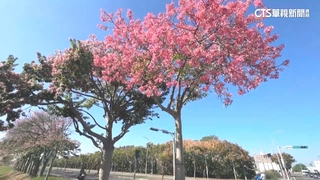 美人樹大道盛開　粉紅花海好浪漫　民眾驚艷搶拍