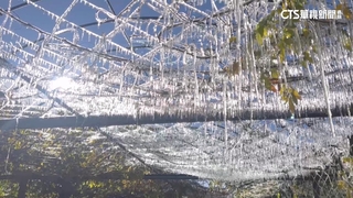 武陵農場清晨0.2度　藤花園結冰柱變身冰晶世界