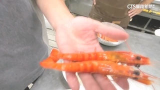 代煮斑節蝦驚見白蝦.草蝦　業者駁：不小心撈到