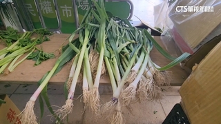 高山.平地青蒜品種有差別？　攤商曝分辨方法