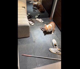 「茶聚」加盟門市負責人爆虐狗！失控打罵失智柯基犬　總部急發聲明回應