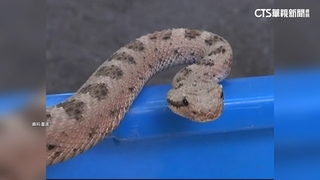 寵物蛇不會認主人！　專家：以味道辨認熟悉度.攻擊性