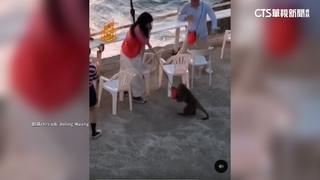 高雄柴山獼猴強盜！　女遊客背包遭搶　險丟護照錢包